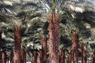 Oasis Negev Hotel Arad Bagian luar foto